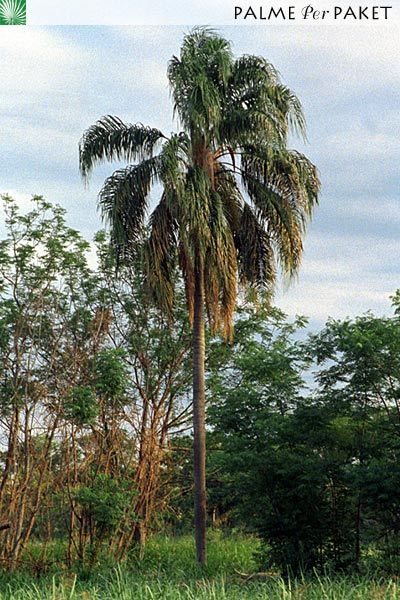 Bestand:SyaRom3.jpg
