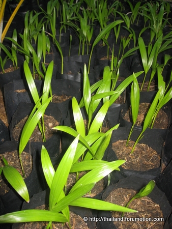 Bestand:Dypsis lutescens zaailingen.jpg