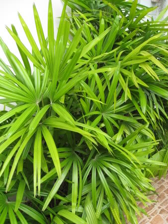 Bestand:Rhapis excelsa002.jpg