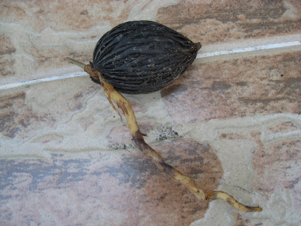 Bestand:IMG 5596.jpg
