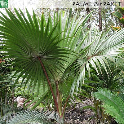 Bestand:LatLon.jpg