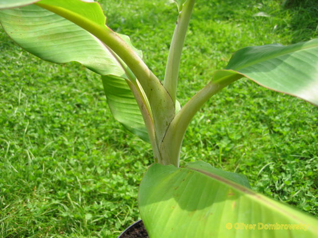 Bestand:Musa dwarf orinoco groeipunt.jpg