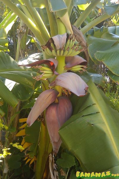Bestand:Musa dwarf namwah bloem 4.jpg