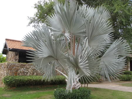 Bestand:Nobilis004.jpg