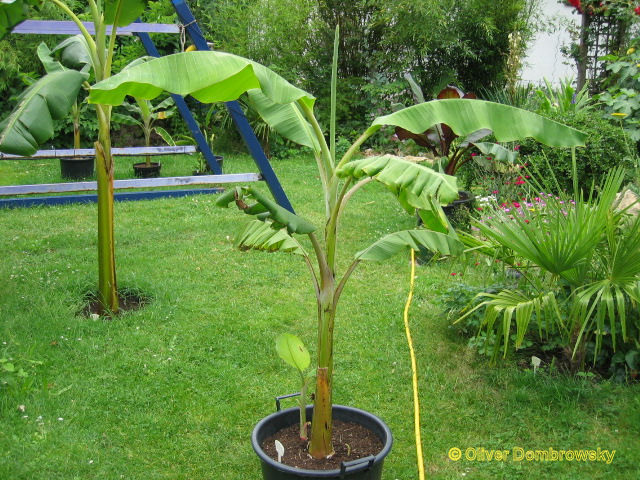 Bestand:Musa rose2.jpg