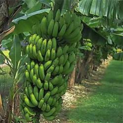 Bestand:Musa Graind Nain bananen.jpg