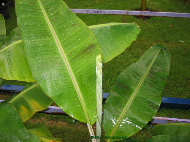 Bestand:Musa manzano 3.jpg