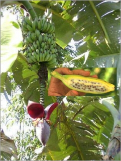 Bestand:Musa-Balbisiana-bloem.jpg