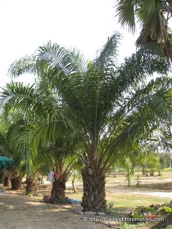 Bestand:Oliepalm.jpg