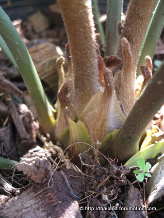 Bestand:Close-up Zamia furfuracea.jpg