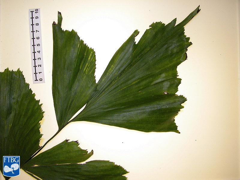 Bestand:Caryota mitis (Zachte vinnetjespalm) blad close up.jpg