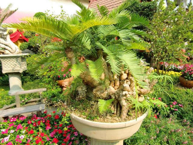 Bestand:Cycas clivolia palmvaren.jpg