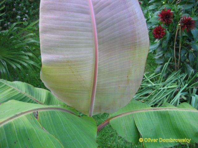 Bestand:Musa chini champa achterzijde blad.jpg