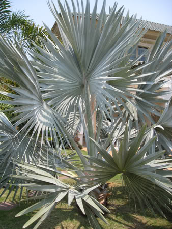 Bestand:Nobilis007.jpg