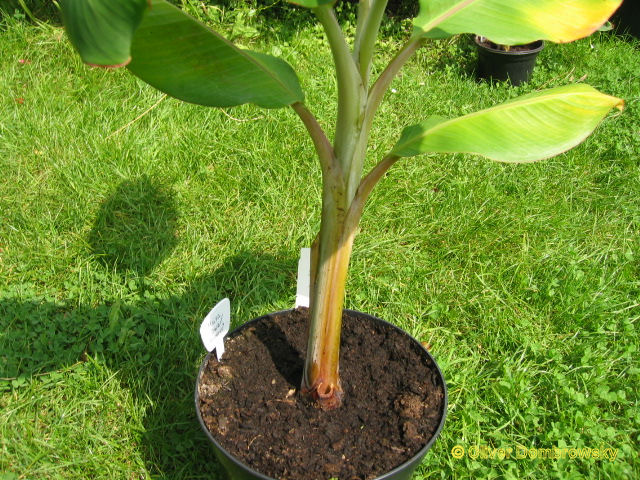 Bestand:Musa dwarf orinoco2.jpg