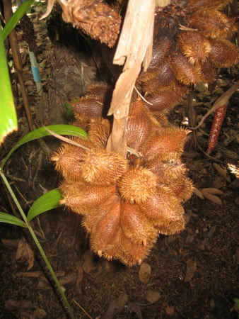 Bestand:Salak003.jpg