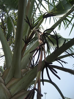 Bestand:Nobilis005.jpg