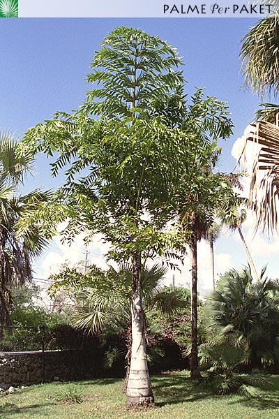 Bestand:CarUre.jpg