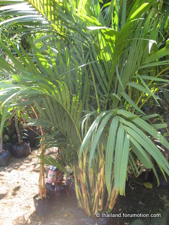 Bestand:Pinanga.jpg