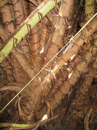 Bestand:Salak002.jpg