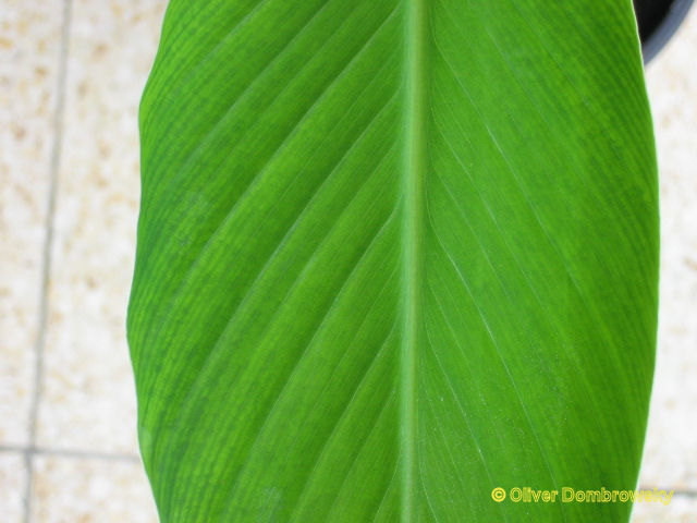 Bestand:Musa 'Ele Ele' blad.jpg