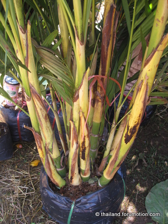 Bestand:Pinanga dicksonii.jpg