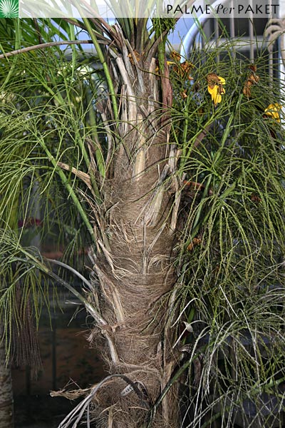 Bestand:DypFib.jpg