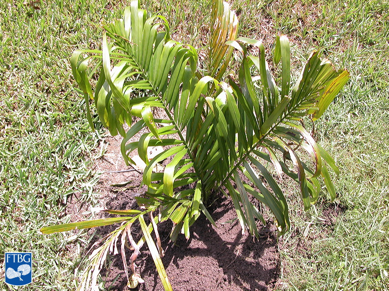 Bestand:Attalea maripa.jpg