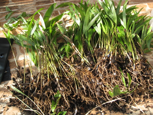 Bestand:IMG 5594.jpg