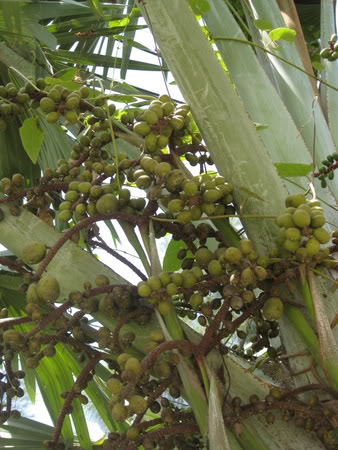 Bestand:Groen003.jpg