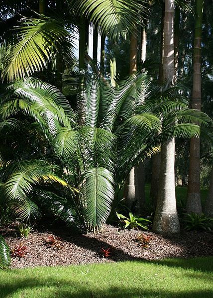 Bestand:Lepidozamia peroffskyana.jpg