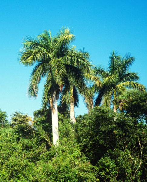 Bestand:Roystonea regia 1.jpg