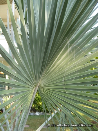 Bestand:Blue Latan Palm waaier.jpg