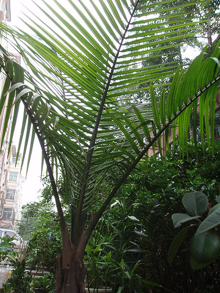 Bestand:Chamaedorea elegans.jpg