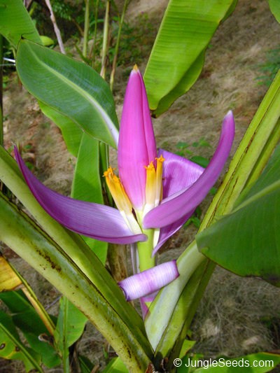 Bestand:MusaOrnataRoyalPurple.jpg