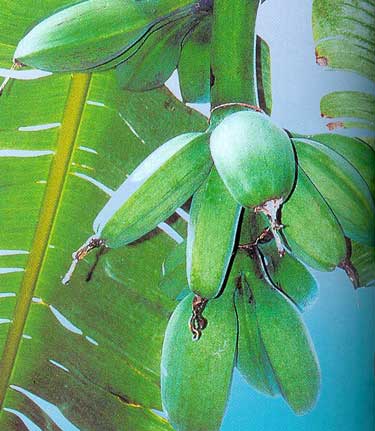Bestand:Musa 'Cardaba'.jpg