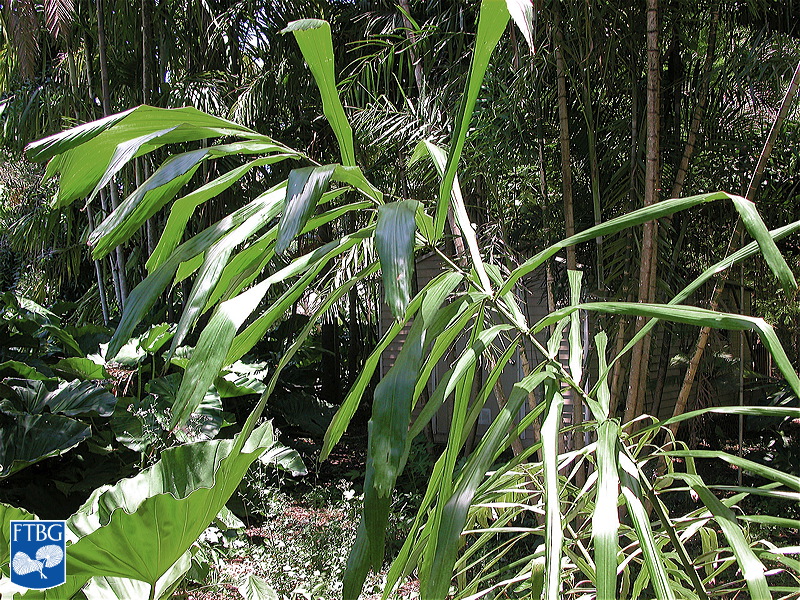 Bestand:Arenga pinnata (Suikerpalm) blad.jpg