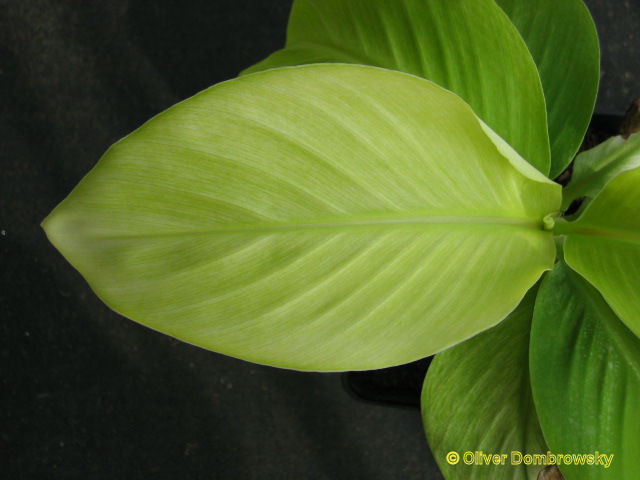 Bestand:Musa snow white blad.jpg