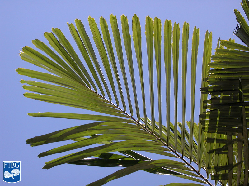 Bestand:Arenga microcarpa blad.jpg