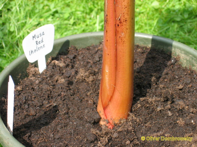 Bestand:Musa red iholene stam.jpg