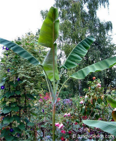 Bestand:Musa yunnanensis.jpg