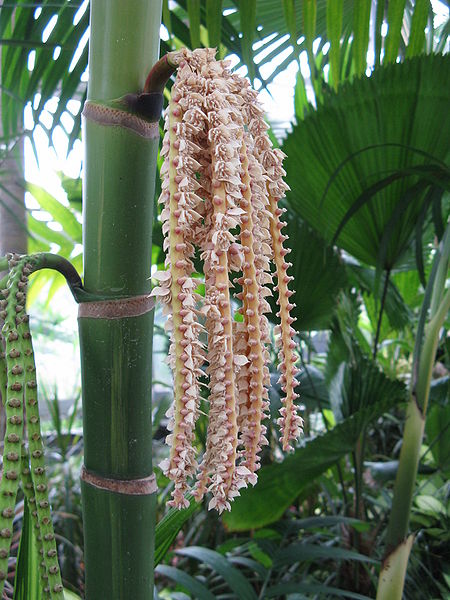 Bestand:Pinanga coronata vruchten.jpg