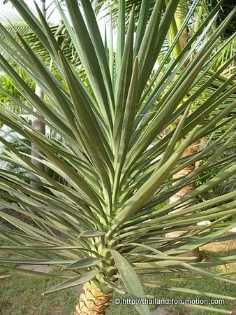 Bestand:Aloifolia close.jpg