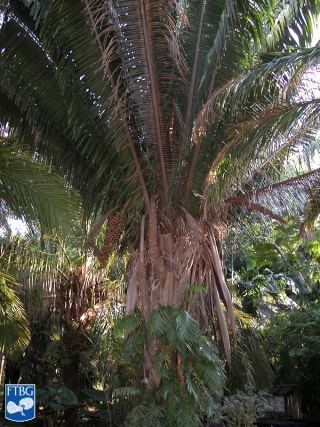Attalea cohune palmboom.jpg