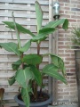 Canna musafolia(2).jpg