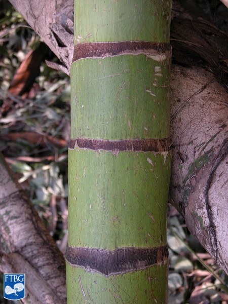 Bestand:Actinorhytis calapparia (Calappa palm) stam.jpg