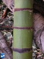 Actinorhytis calapparia (Calappa palm) stam.jpg