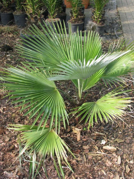 Bestand:Trachycarpus princeps palmboom.jpg