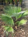 Trachycarpus princeps palmboom.jpg