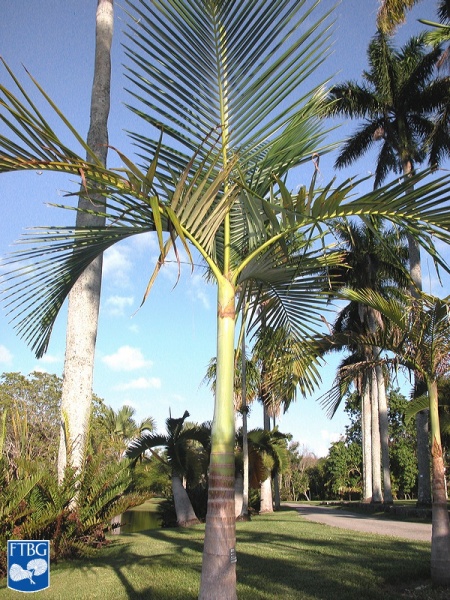 Bestand:Archontophoenix myolensis palmboom.jpg